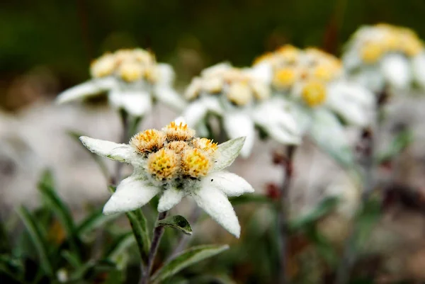 Beyaz Edelweiss Kır Çiçekleri Yaprakları — Stok fotoğraf