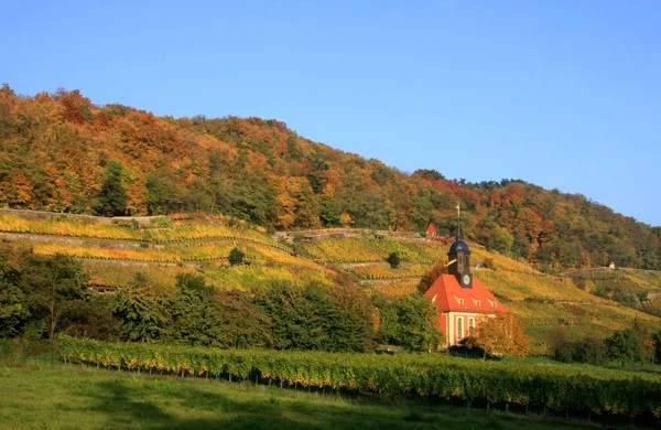 Vigneti Agricoltura Viti Piante — Foto Stock