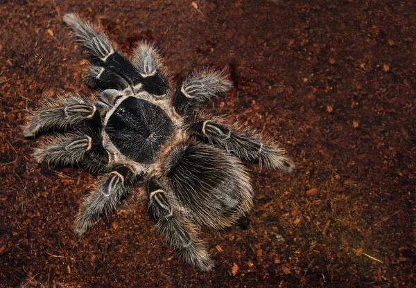 Scary Spider Animal Predator — Stock Photo, Image