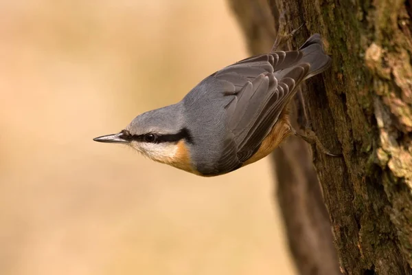 Scenic View Beautiful Nuthatch Bird — Stock Photo, Image