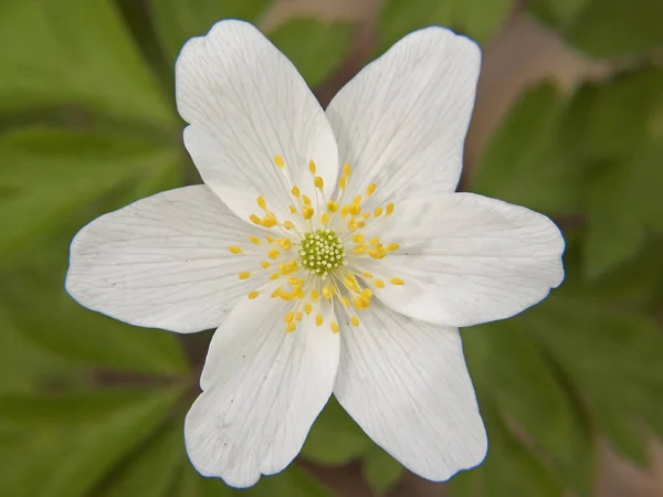Белые Лепестки Ветроцветка Цветущая Флора — стоковое фото