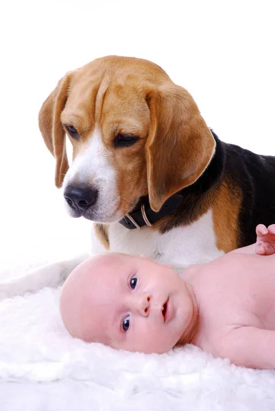 Schattig Puppy Met Een Hond — Stockfoto