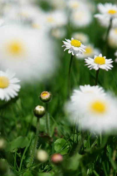 Margherite Fiori Prato Camomilla — Foto Stock