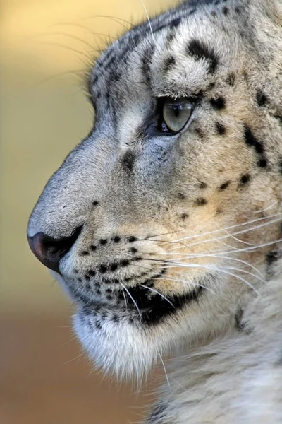Leopard Rovdjur Stor Katt — Stockfoto