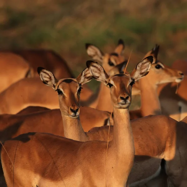 Stádo Impalas Aepyceros Melampus Pasoucí Ranním Světle Deltě Okavanga — Stock fotografie