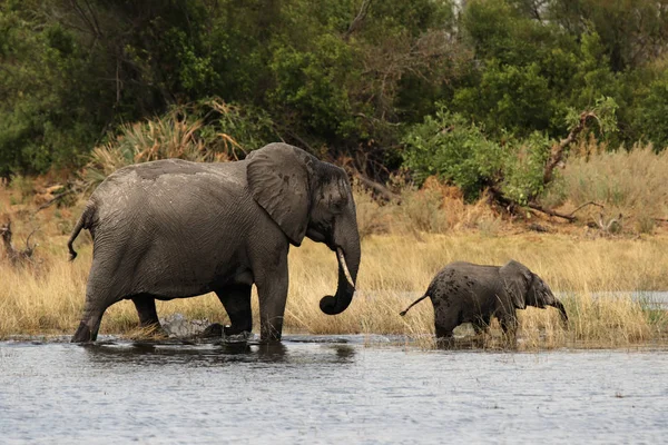 Mãe Elefante Com Criança Okavango Delta Botswana — Fotografia de Stock