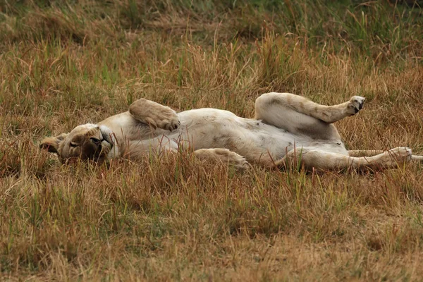 Λέαινα Panthera Leo Ξαπλωμένη Στο Χορτάρι Στο Δέλτα Του Οκαβάνγκο — Φωτογραφία Αρχείου