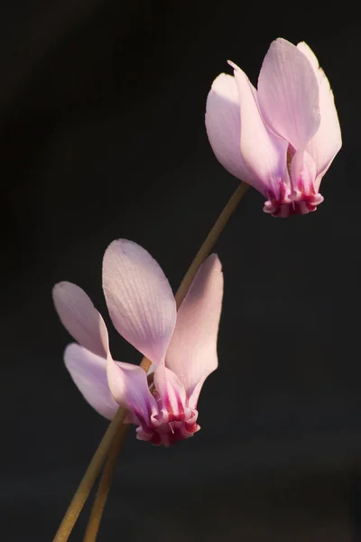 Belleza Planta Flor Durante Día — Foto de Stock