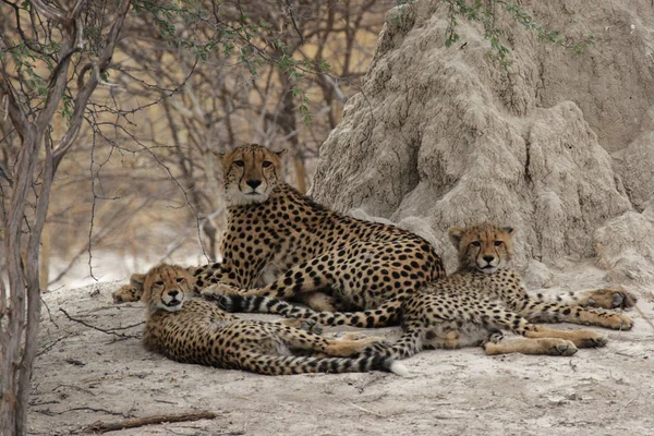 Een Cheetah Familie Rust Schaduw Okavango Delta Botswana — Stockfoto
