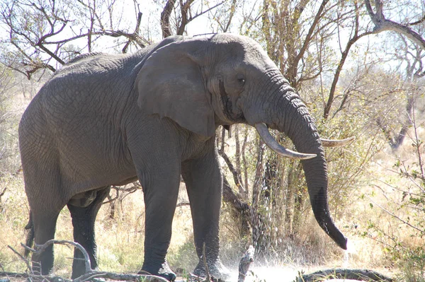 Африканський Ссавець Травоїдна Тварина Слон — стокове фото
