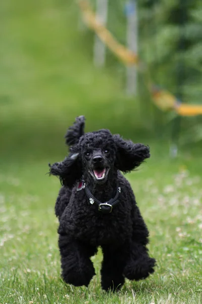 Safkan Kaniş Köpeği Kıvırcık Köpek — Stok fotoğraf