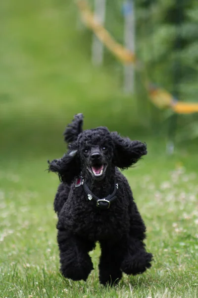 Chien Caniche Race Chien Bouclé — Photo