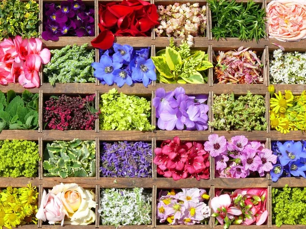 Collage Different Flowers Box — Stock Photo, Image