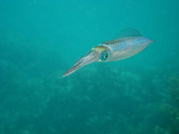 Szenischer Blick Auf Die Unterwasserwelt — Stockfoto