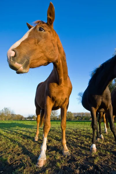 Cavalo Prado — Fotografia de Stock