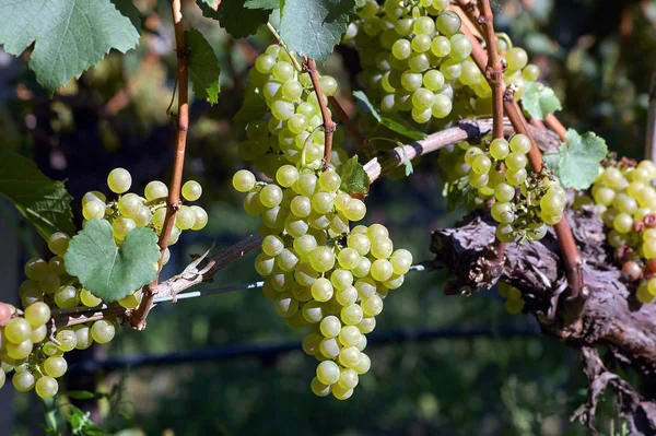 Grapes Growing Vineyard — Stock Photo, Image