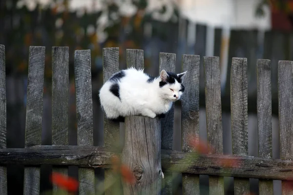 Roztomilý Zvědavý Nadýchaný Kočka — Stock fotografie