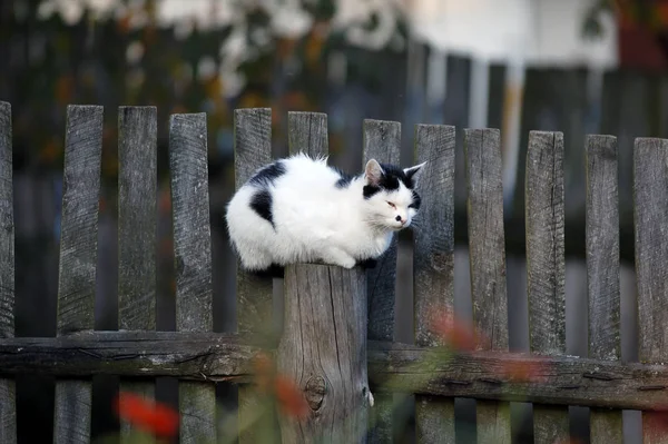 Kucing Lucu Dan Penasaran Berbulu — Stok Foto