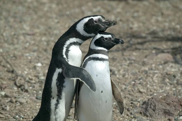 Par Pingüinos Magallánicos — Foto de Stock