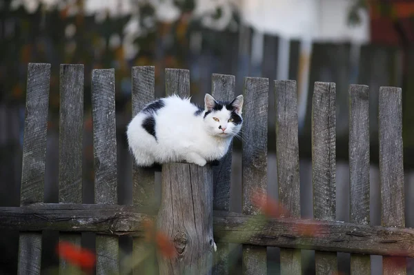 Cute Curious Fluffy Cat — Stock Photo, Image