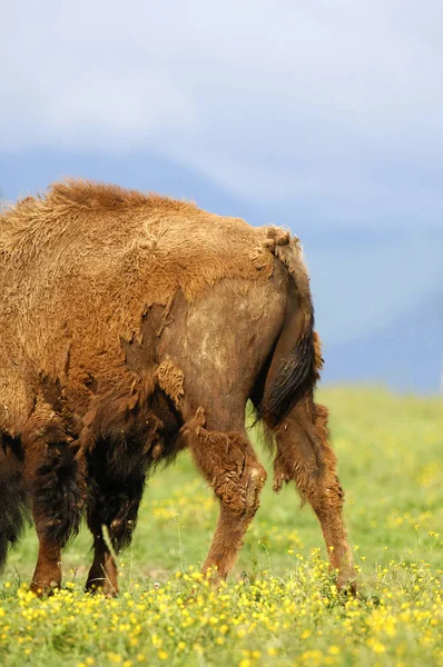 Headless Hindquarters Bison — Stock Photo, Image