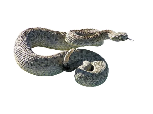 Vista Panorámica Serpiente Peligrosa Majestuosa — Foto de Stock