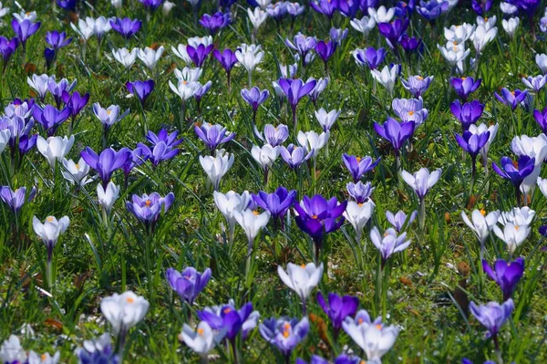 Fleurs Crocus Flore Printanière — Photo