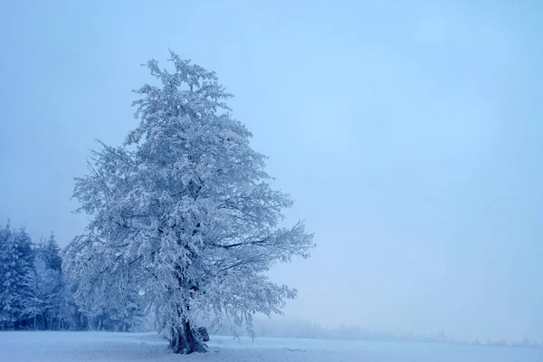 Pokryty Śniegiem Krajobraz Zimowy — Zdjęcie stockowe