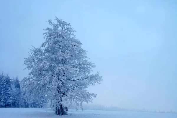 Paisagem Inverno Coberta Neve — Fotografia de Stock