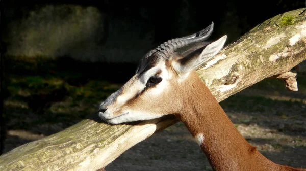 Hoofed Ζώο Στη Φύση Savannah Gazelle — Φωτογραφία Αρχείου