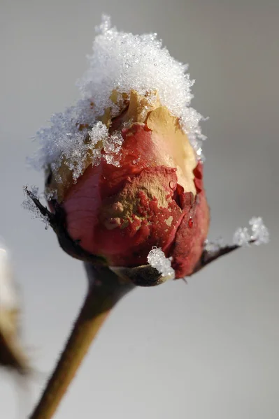 Belles Fleurs Fond Concept Floral — Photo