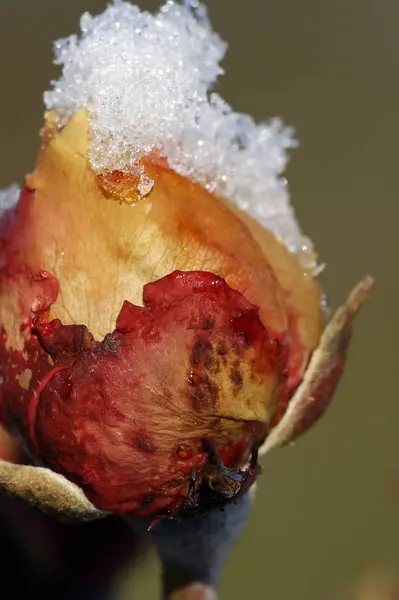 Vackra Blommor Blommigt Koncept Bakgrund — Stockfoto