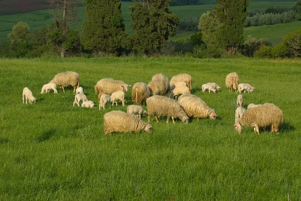 Schafe Auf Der Weide Schafe Auf Der Weide — Stockfoto