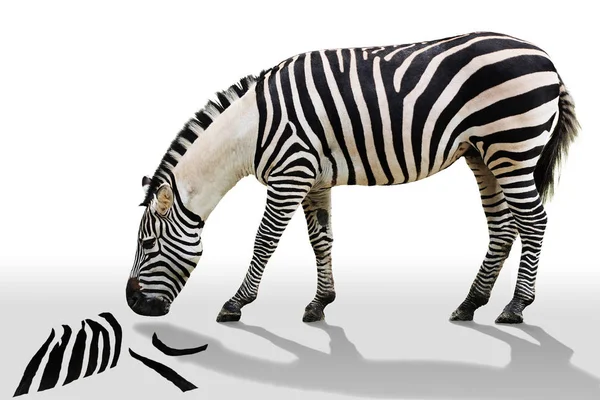 Gestreept Zebra Dier Zoogdier — Stockfoto