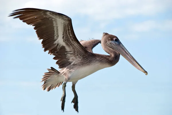 Marrom Pelicano Vôo Florida Eua — Fotografia de Stock