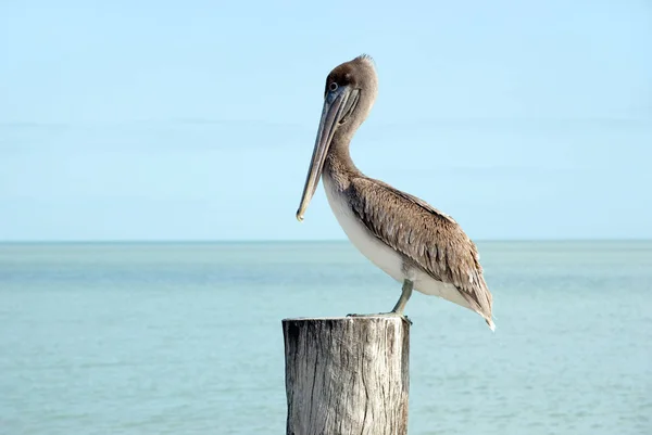 Scenic View Beautiful Pelican Nature — Stock Photo, Image