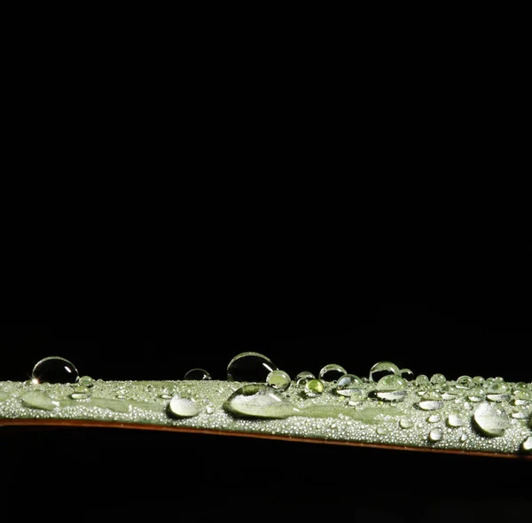 Droppe Och Löv Bakgrund — Stockfoto