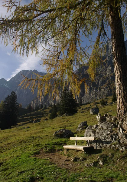 Лиственница Осенью Альпах — стоковое фото