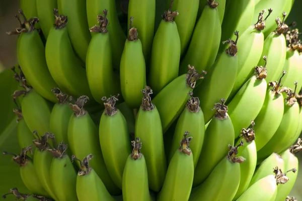 Bananen Tropische Früchte Lebensmittel — Stockfoto