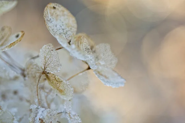 Vacker Utsikt Över Vackra Färgglada Hortensia — Stockfoto