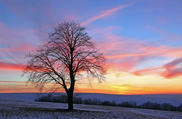 Flora Natura Tronchi Albero Botanici — Foto Stock