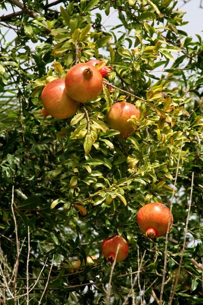 Frutta Fresca Melograno Rosso Frutta Estiva — Foto Stock