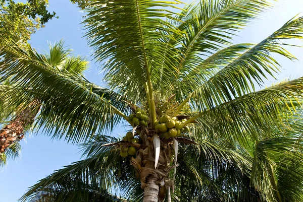 Coconut Palm Tree Florida — Stock Photo, Image