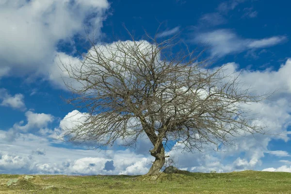 Árbol Único Montaña Tara Serbia — Foto de Stock