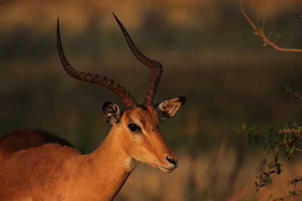 Retrato Impalas Aepyceros Melampus Delta Okavango Botswana — Fotografia de Stock