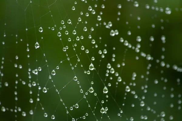 Hämähäkinverkko Hämähäkinverkko — kuvapankkivalokuva