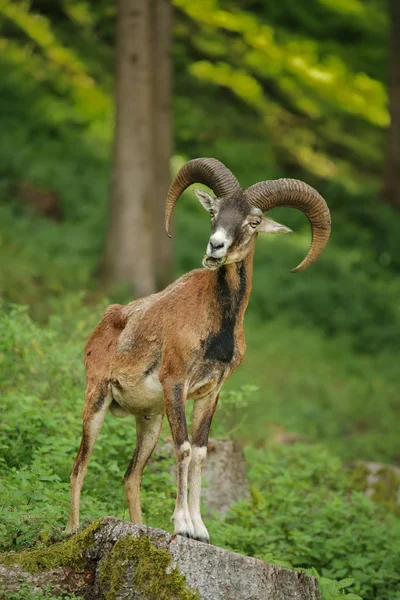 Mouflon Bosque — Foto de Stock