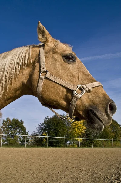 Horse Paddock — Stock Photo, Image