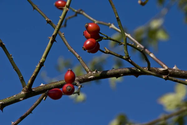 Alzas Rosas Frías Rojas — Foto de Stock