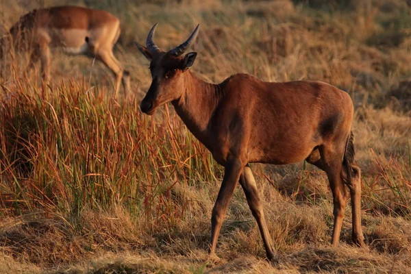 Alcelaphus Buselaphus Okavango Delta Botswana Sabah Işığında — Stok fotoğraf